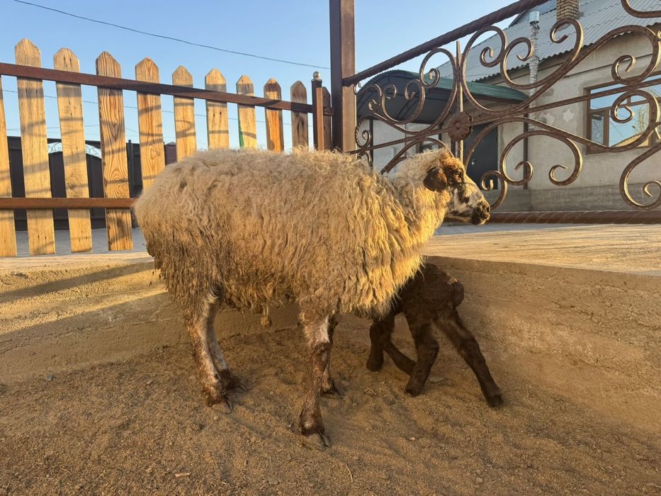 Қозылы кой сатылады. Еркек козы