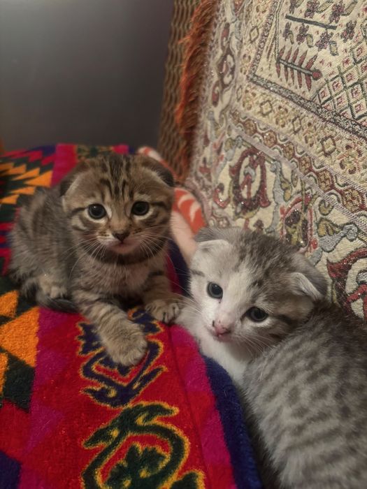 Котяткии 1 месяц