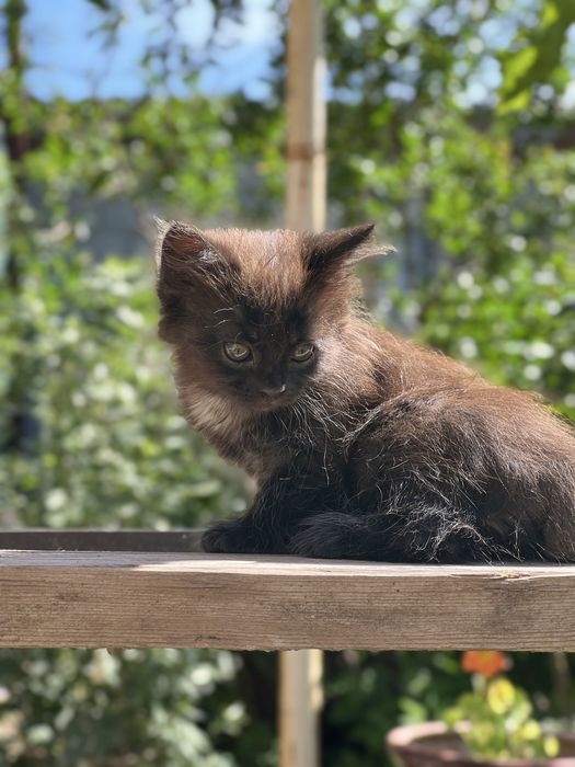 Котята мальчики и девочки