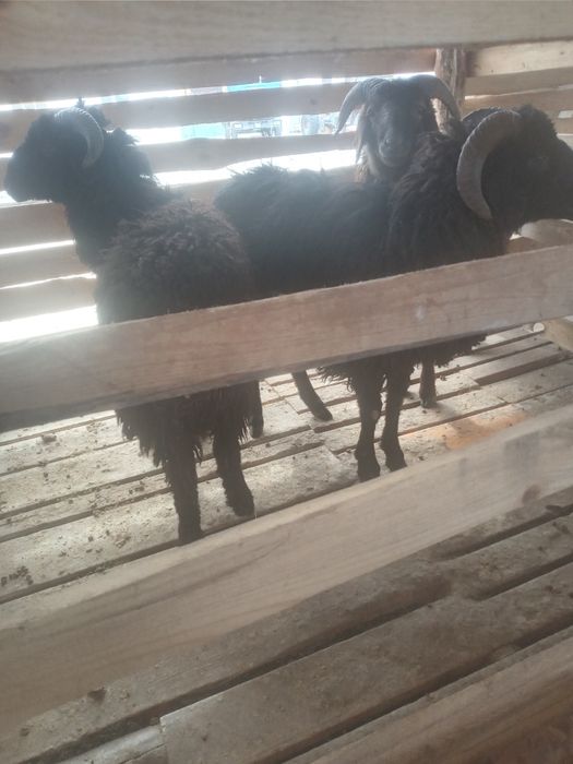 Қой тоқты сатылады