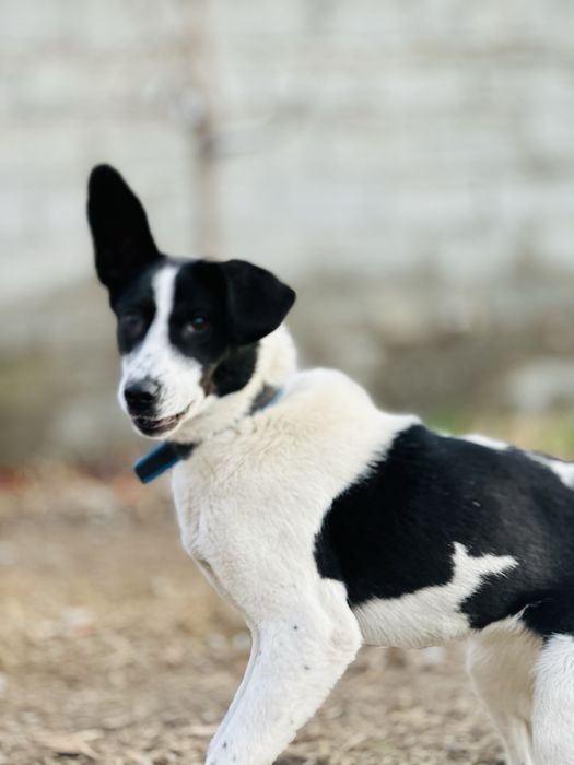 Принцесса ищет семью. Добрая собака