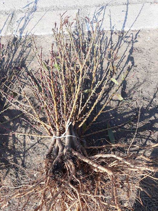 Мини дръвчета – облагородени и студоустойчиви