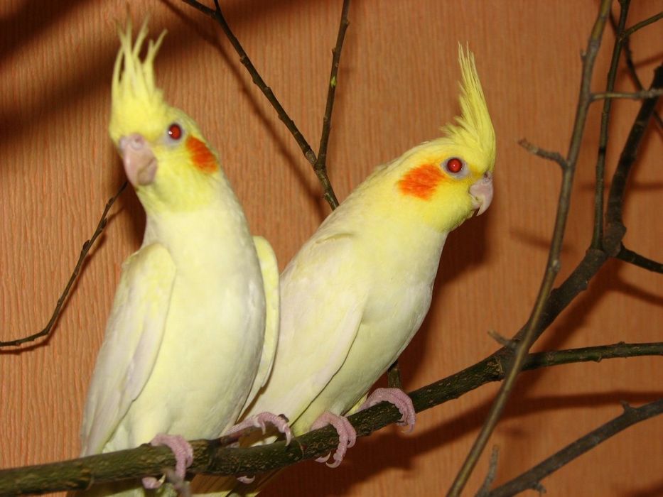 Продам попугай корелл молодые