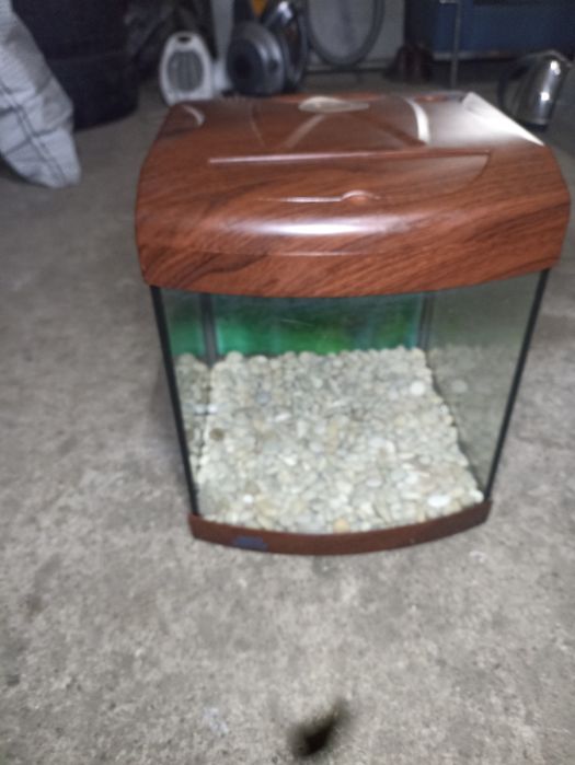 Аквариум с меченосцами