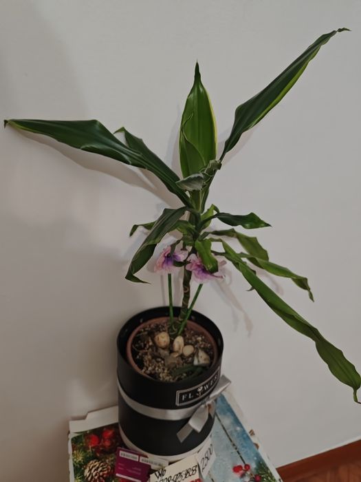 Цветы комнатные хлорофитумы Обмен