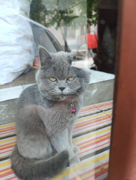 Уй мушуги.киз бола