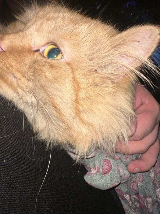 Потерялась кошка