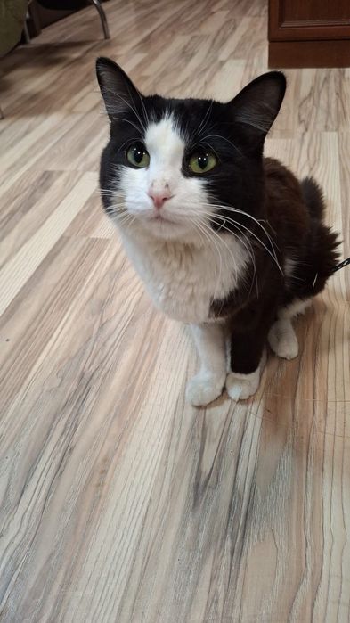 Отдадим в добрые руки кошку