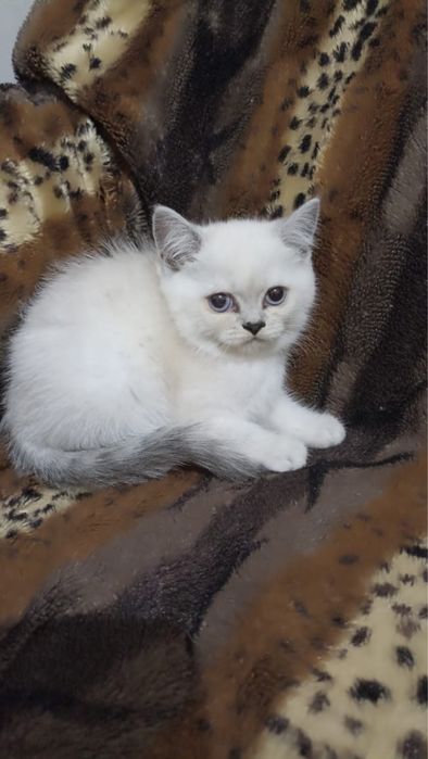 Шотландские котята