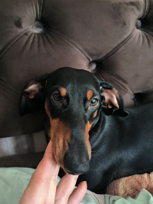 Собака такса ищем сучку на случку