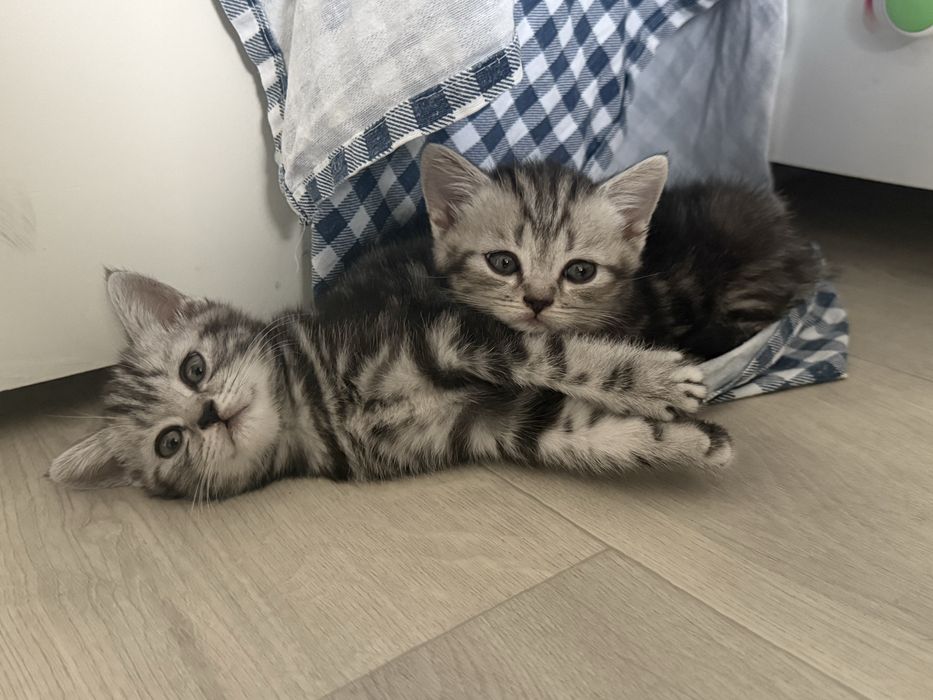 Котята Скотиш Страйт