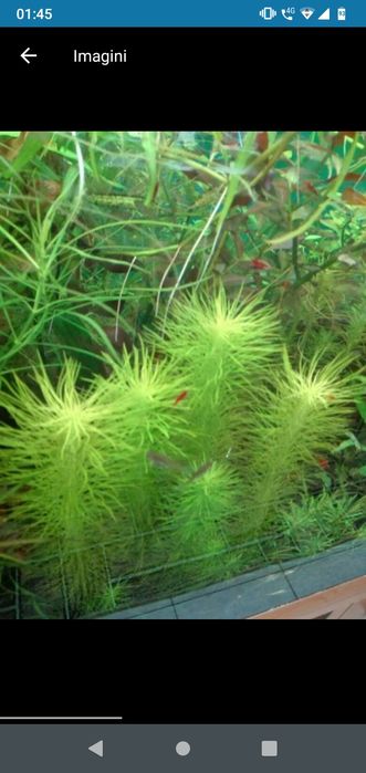planta acvariu pesti Cabomba,Moss,,anubias..