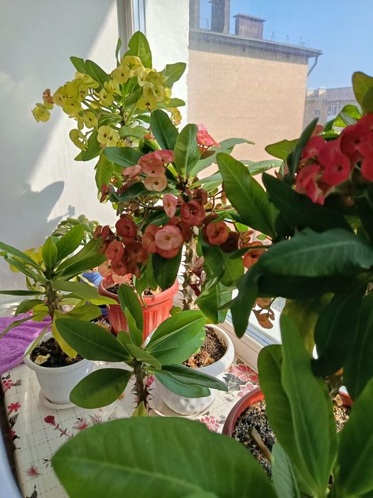 Продам молочай миля крупноцветковый