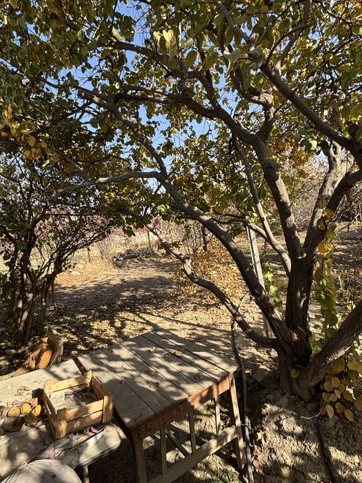 Срочно !  Продается  Дача  Паркент