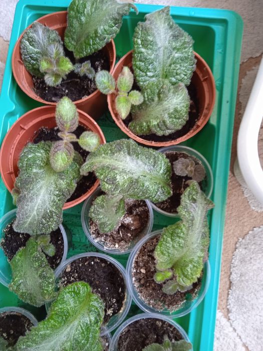 Комнатные цветы.