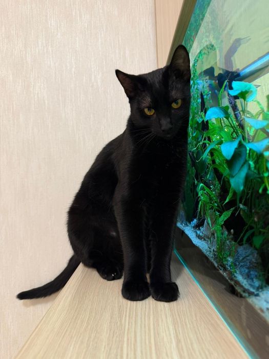 Adoptie responsabila pisoi impreuna