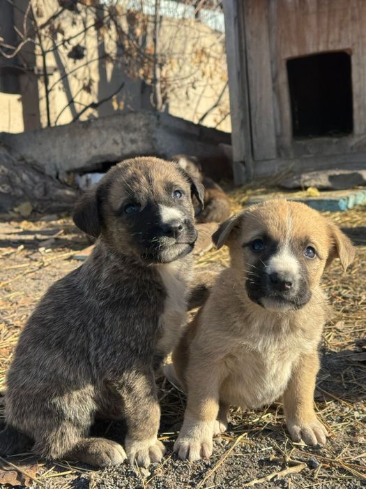 Щенки в добрые руки