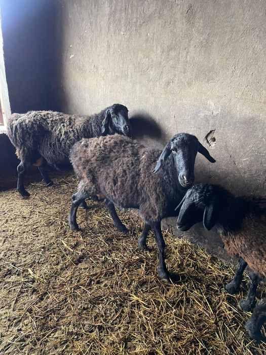 Қозылы қойлар сатылады!