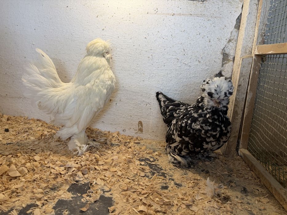 Продам карликовых кур