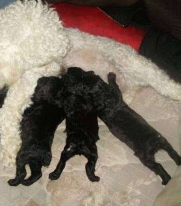 Бронь на чорных Кудряшках Мальтипу Ф_1