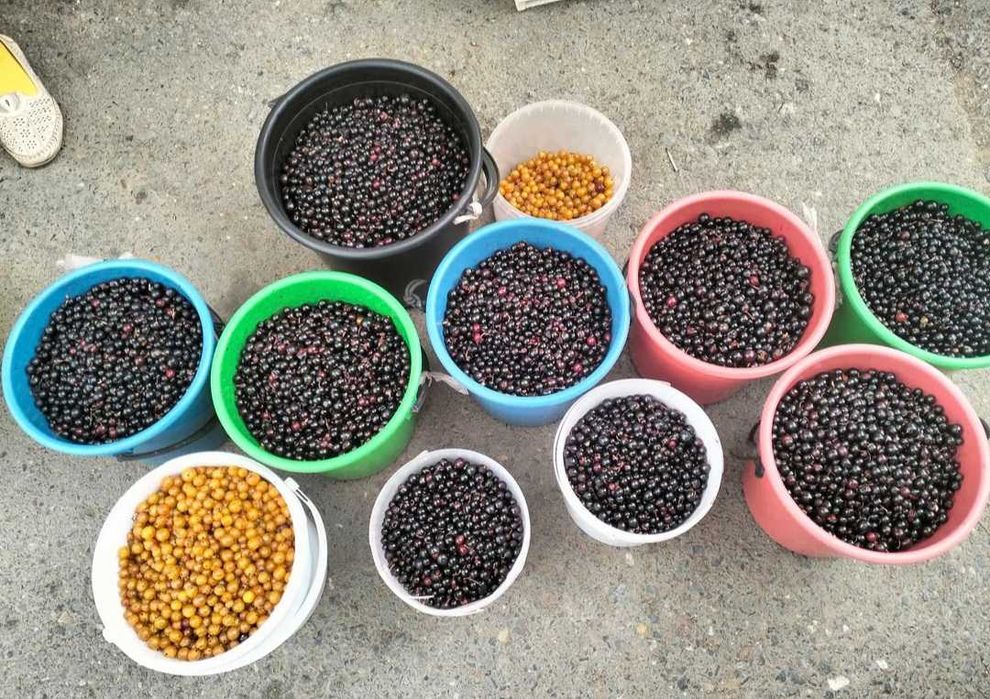 Смородина Смородина