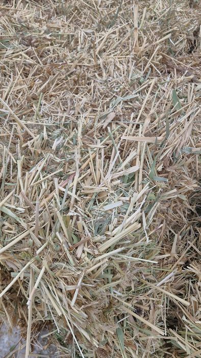 Қамыс максар (саплөр) бар жоңышқа аралас