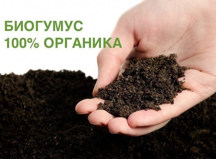 Sifatli toza 0.5 setkaga elangan Biogomuslar sotiladi