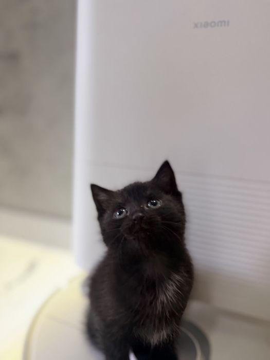 Отдам котят в добрые руки! Макинск Буландынский район