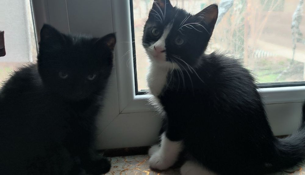 Котята в хорошие руки