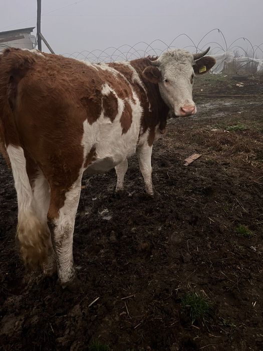 Vand 4 junici gestante