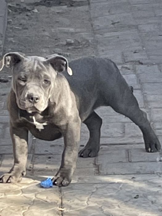 Щенки американский булли