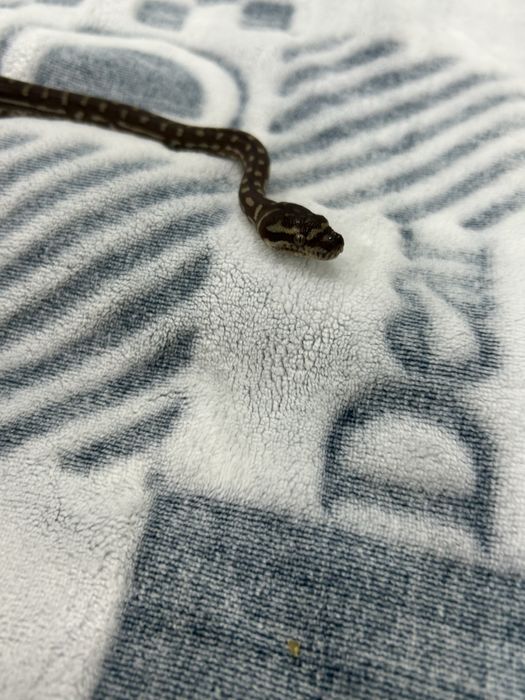 Продам змею, питон брэдли