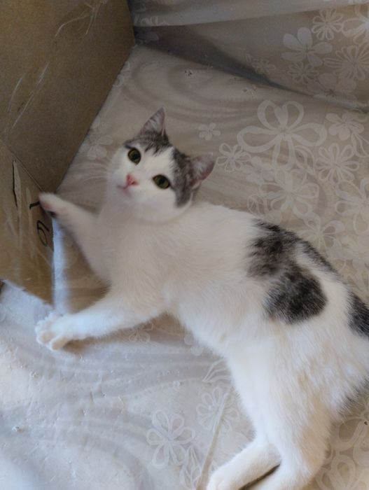 Кошечка ищет дом