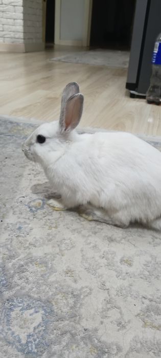 Срочно продам белого кролик