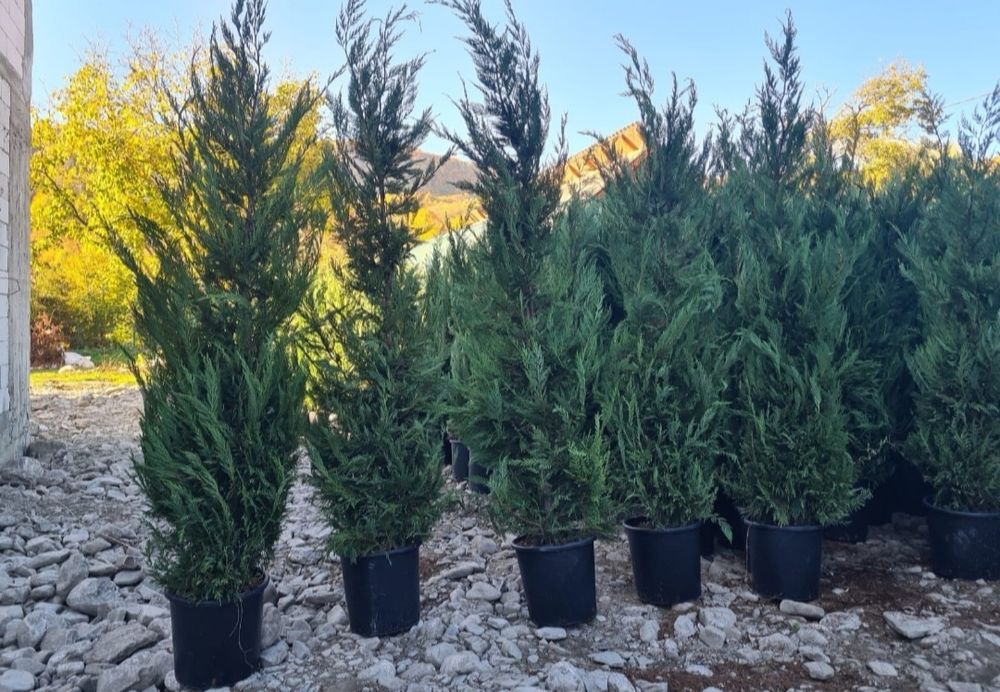 Bonsai de toate tipurile, Palmieri leylandii, Chiparos catalpa, tei