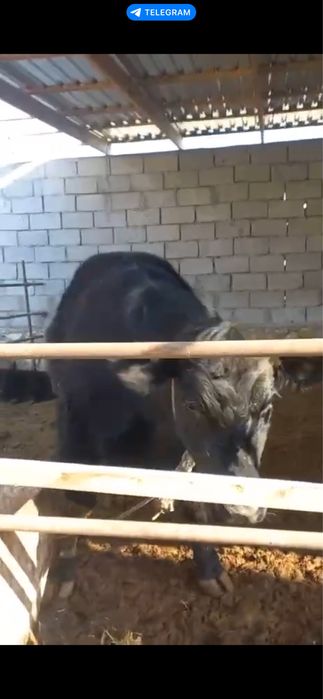 Toza qonli angus  1 qorin bolasi buqa