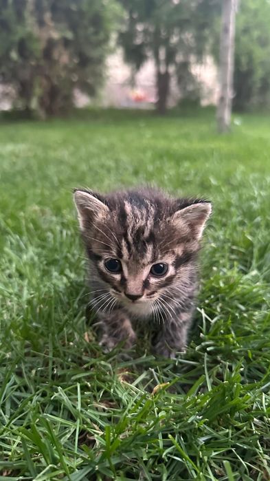 Отдам котят мальенкие