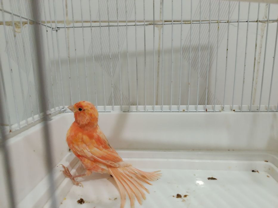 Кенар, канарейка нар