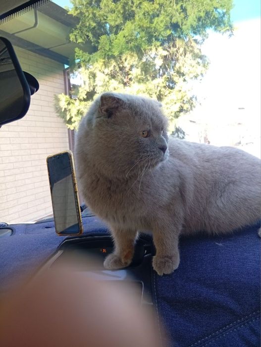 Продаем котика милого ласкового мальчика