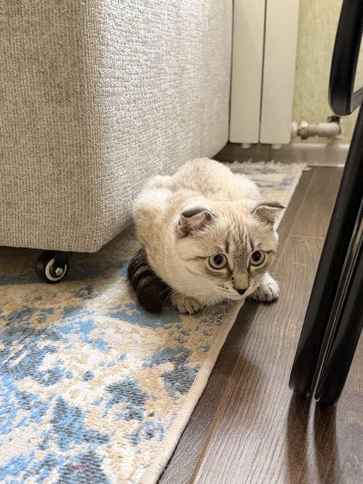 Продается  вислоухий ласковый котенок