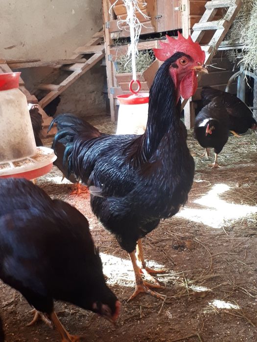 Oua pentru incubat  Rhode Island