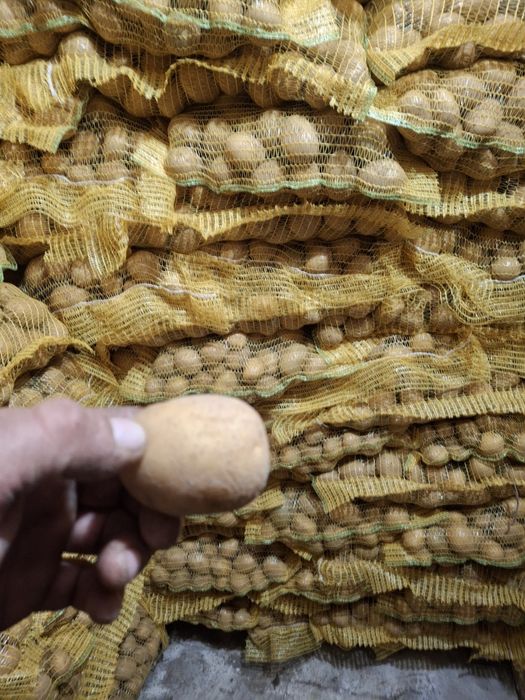 Семе картофи  ,,Сорая"