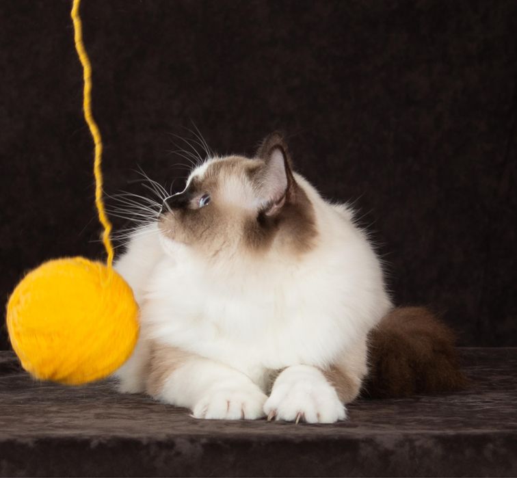 регдолл котик от шикарных родителей