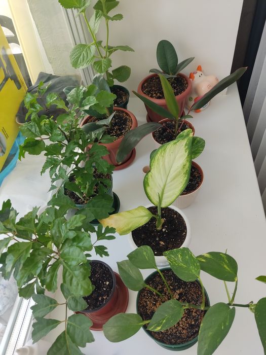 Продам комнатные цветы ,недорого с хорошим грунтом в горшках