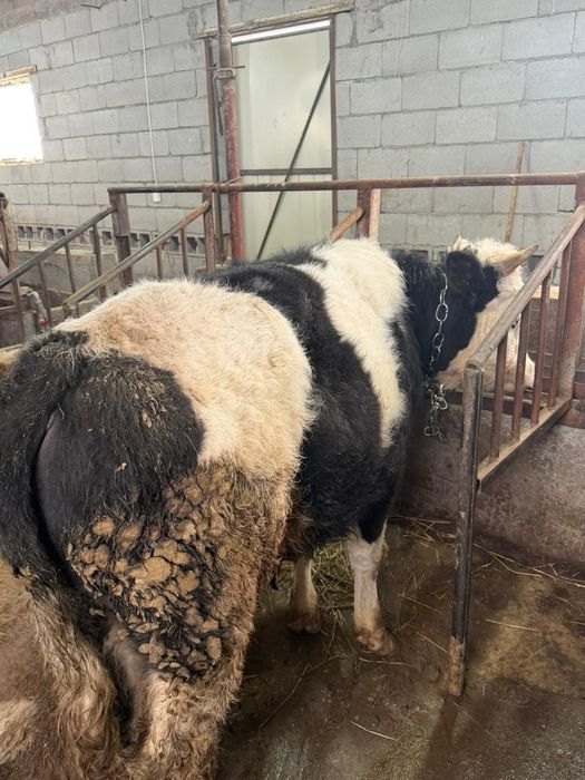 Продам 6 Бычков и две Телки