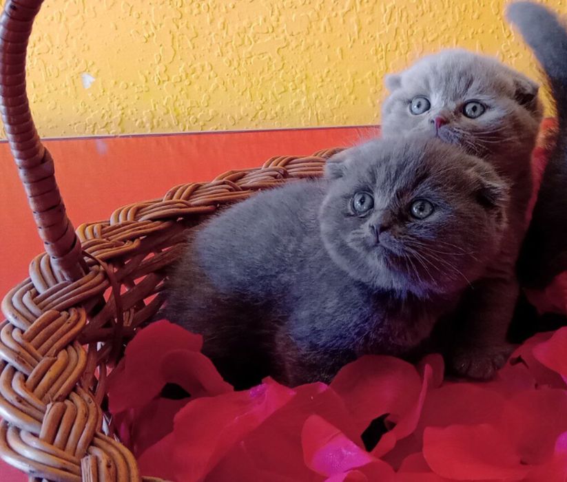 Шотландские котята