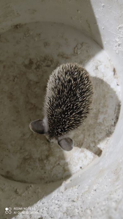 Срочно продам ушастого ручного ёжика