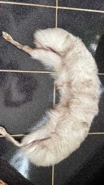 Gulere de blana naturala, caciula de blana naturala