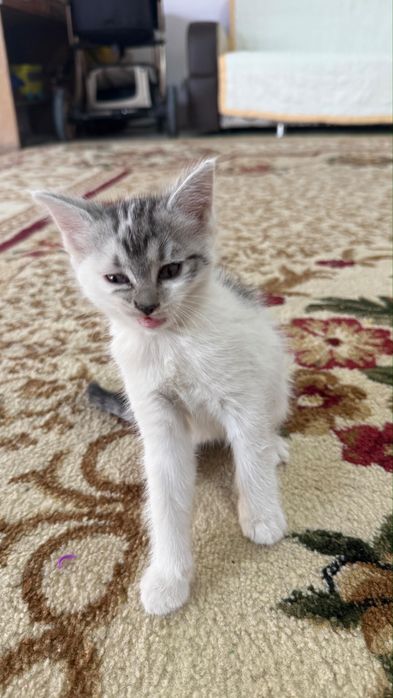 Отдадим бесплатно  котят