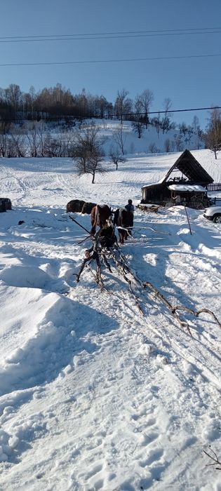 Vind boi la garanție pentru  muncile agricole